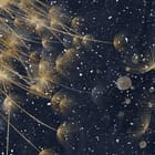 Miniatura fototapety Dmuchawce z Koszami Balonowymi fragment #1