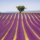 Miniatura fototapety Pole lawendy z samotnym drzewem