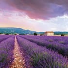 Miniatura fototapety Pole lawendy z kamiennym domem