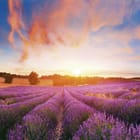 Miniatura fototapety Pole lawendy o zachodzie słońca