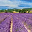 Miniatura fototapety Pole lawendy z błękitnym niebem