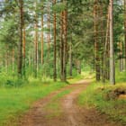 Miniatura fototapety Leśna droga wśród wysokich sosen