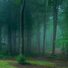 Miniatura fototapety Leśne gęstwiny w mglistym otoczeniu