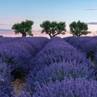 Miniatura fototapety Pole lawendy z drzewami i niebem