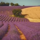 Miniatura fototapety Pole lawendy z drzewem