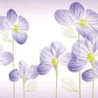 Miniatura fototapety Fioletowe kwiaty na białym tle