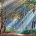 Miniatura fototapety Leśne gęstwiny z promieniami słońca