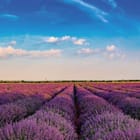 Miniatura fototapety Pole lawendy pod błękitnym niebem