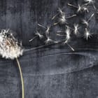 Miniatura fototapety Dmuchawiec na ciemnym tle