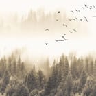 Miniatura fototapety Mglisty las iglasty w tle