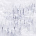 Miniatura fototapety Las iglasty w gęstej mgle