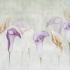 Miniatura fototapety Kwiaty kalii w pastelowych barwach