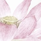 Miniatura fototapety Lilie i kwiaty lotosu na wodzie fragment #2