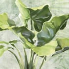 Miniatura fototapety Zielone liście na jasnym tle