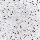 Miniatura fototapety Lastryko na białym tle