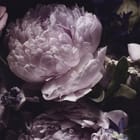 Miniatura fototapety Bukiet jasnofioletowych piwonii