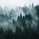 Miniatura fototapety Mglisty las iglasty