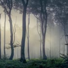 Miniatura fototapety Tajemniczy Las z Mgłą