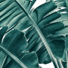 Miniatura fototapety Zielone Liście Bananowca