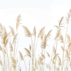 Miniatura fototapety Kwiaty polne w lekkim wietrze