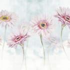 Miniatura fototapety Różowe kwiaty na zielonych łodygach