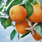 Miniatura fototapety Dojrzałe pomarańcze na drzewie