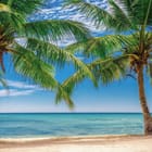 Miniatura fototapety Palmy na plaży z turkusowym morzem