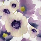 Miniatura fototapety Fioletowe maki na białym tle