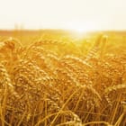 Miniatura fototapety Zachód nad Złotym Polem Zboża