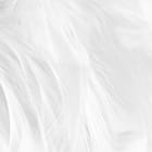 Miniatura fototapety Delikatne białe pióra na ścianie