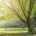 Miniatura fototapety Poranek w lesie z dużym drzewem