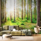 Miniatura fototapety Las o świcie z wysokimi drzewami we wnętrzu salonu