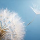 Miniatura fototapety Dmuchawiec na tle nieba