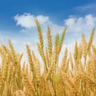 Miniatura fototapety Pole dojrzałych kłosów pszenicy