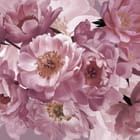 Miniatura fototapety Bukiet Różowych Piwonii