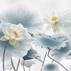 Miniatura fototapety Kwiaty lotosu na tle liści