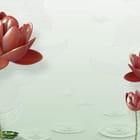 Miniatura fototapety Czerwone Kwiaty Lotosu na Wodzie