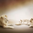Miniatura fototapety Biała rodzina lwów na pustyni