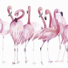 Miniatura fototapety Różowe Flamingi na Białym Tle