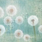 Miniatura fototapety Dmuchawce na tle nieba