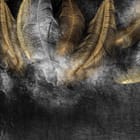 Miniatura fototapety Eleganckie pióra na ciemnym tle