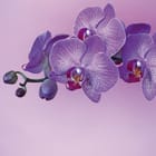Miniatura fototapety Fioletowe Orchidee na Różowym Tle