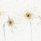 Miniatura fototapety Delikatne lilie na białym tle