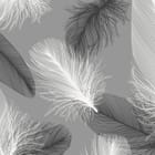 Miniatura fototapety Eleganckie Pióra na Szarym Tle