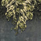 Miniatura fototapety Gałęzie z Liśćmi na Ciemnym Tle