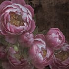 Miniatura fototapety Różowe piwonie na ciemnym tle