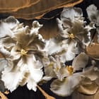 Miniatura fototapety Białe Tulipany na Ciemnym Tle