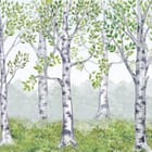 Miniatura fototapety Brzozy w zieleni i mglisty las