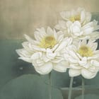 Miniatura fototapety Lilie i Lotosy na Zielonym Tle