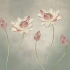 Miniatura fototapety Lilie i kwiaty lotosu na łodygach